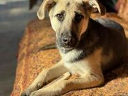 Charlotte sucht einen Gnadenplatz - Bochum