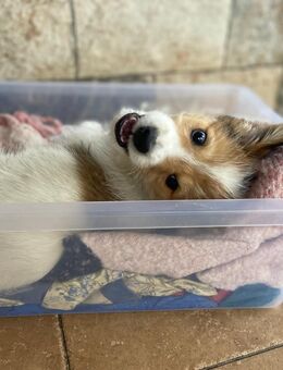 Unser sehr kleiner verschmuster Mischlingsrüde Pit 4 Monate alt, ca 25 cm groß - Angern