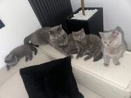 Kitten suchen ein neues zuhause - Salzgitter Zentrum