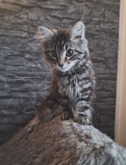 Norwegische Waldkatzen - Leipzig