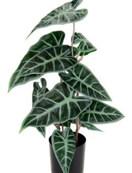 Kunstpflanze Calathea, I.GE.A., Höhe 45 cm, Kunst-Pflanze Seidenblumen ZimmerpflanzeZebrina Alocasia Sanderiana