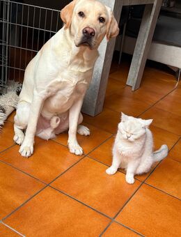 Suche ein neues Zuhause - Aschaffenburg