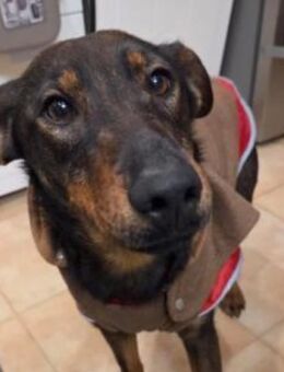 zauberhafte Traumhündin Malou - Kallmünz