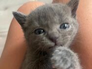 Katzenbabys EKH /BKH - München Trudering-Riem