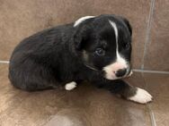 Reinrassige Border Collie Welpen