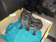 Main Coon Kitten 2 Kater in Black Smoke - Beierstedt