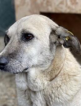 Atena - menschenbezogen & verschmust - Berlin