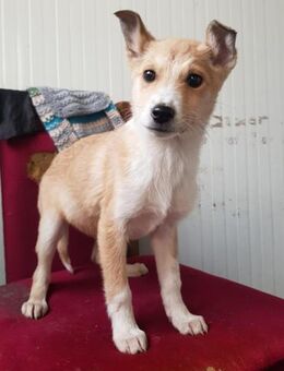 Frida Zuckerschnute sucht Zuhause - Großefehn