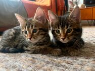 2 kleine Maine Coon - Bengal - Mix Kitten Kätzchen - Mainz