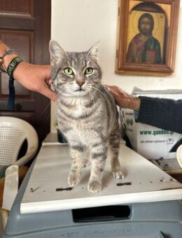 Bella aus dem Tierschutz - Grevenbroich