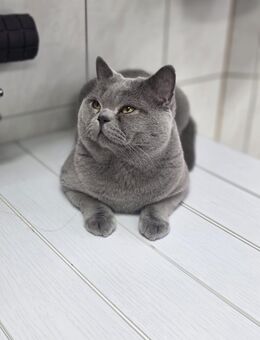 BKH Deckkater mit Gen-Test !! - Stockach