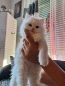 Katze in 06179