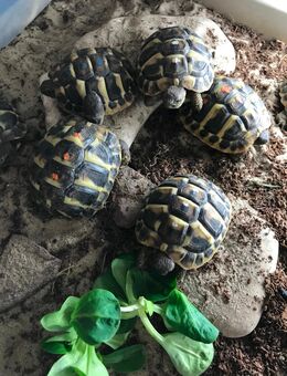 Griechische Landschildkröten - Hemmingstedt