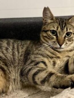 Orestis verspieltes Katerchen ca. 1 Jahr - Vaterstetten