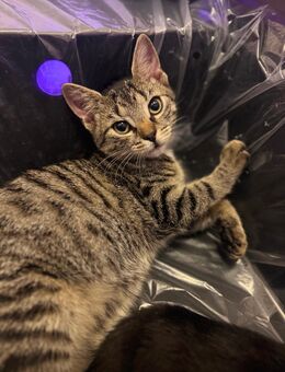 🐾Süßen Kitten sucht ein liebevolles Zuhause 🐾 - Wöllstein