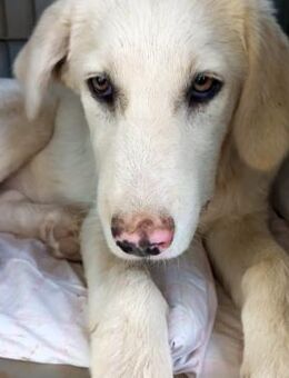 Ezra - eine ganz liebevolle Maus - Krefeld