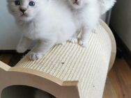 Ragdoll Kitten - Gochsheim