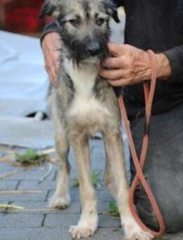 Melody - goldige Junghündin - Lohra