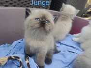 BKH Kitten mit Zubehör - Burscheid