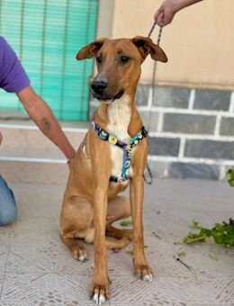 Roy, geb. 01.04.2024, ca. 60 cm groß - Lünen