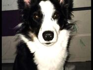 GALA - anhängliche Border Collie Hündin - Kempen