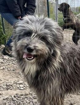 Finn sucht liebe Menschen - Neuhausen (Fildern)