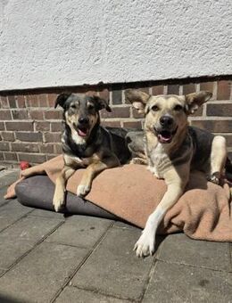 Dreamteam sucht gemeinsames Zuhause ❤️ - Kalkar