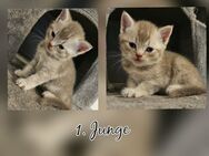 Bkh kitten suchen ein Zuhause - Berlin Marzahn-Hellersdorf