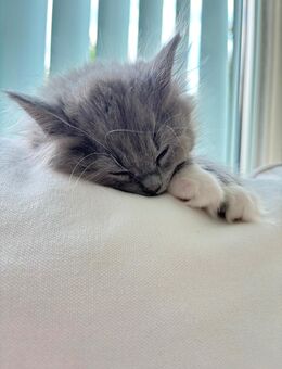 Katzenbabys - Plettenberg