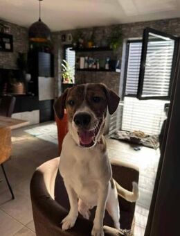 Zuhause gesucht für unseren Ginso 💛 - Schwerte (Hansestadt an der Ruhr)