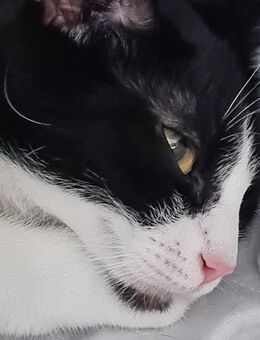 Wunderschöne katze - Düren