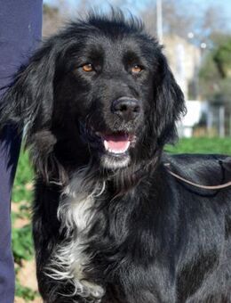 Visy ist ein absoluter Traumhund.... - Laatzen