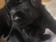 Labrador/Flat Coated Retriever Mix Welpen - Liebevolle Familienhunde suchen ihr neues Zuhause! - Hassel