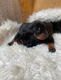 Dobermann Welpen - Bocholt