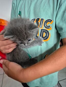Kitten Babykätzchen Mädchen - Rheinfelden (Baden)