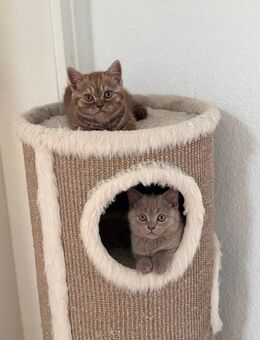 Reinrassige BKH Kitten suchen ein liebevolles Zuhause - Augsburg