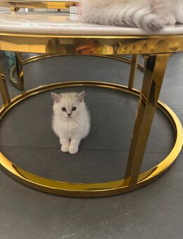 2 Bkh kitten Abzugeben - Gelsenkirchen