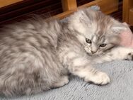 2 Kitten abzugeben/ britisch Kurzhaar/ Langhaar - Ahlen