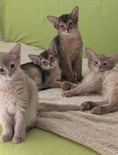 Somalikitten in 06193