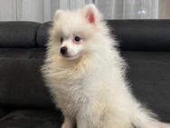 Reineassige Pomeranian Zwergspitz Jungs ab sofort abzugeben - Breidenbach