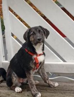 Süßes Welpenmädchen - Korntal-Münchingen