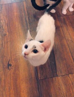 Niedlich und verspieltes EKH Kitten sucht eine liebevolle Familie - Essen