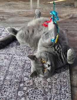 Reinrassige BKH kitten. - Lingen (Ems)