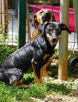 Smilla möchte Familienleben kennenlernen - Schwabach