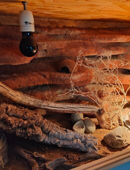 3 Leopardengeckos inkl. Terrarium weiblich - Hünfeld (Konrad-Zuse-Stadt)