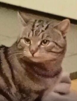 Tabby Kater - Oberhausen