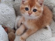 Goldene bildhübsche Kitten mit Stammbaum, 2mal geimpft &Chip - Munster