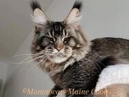 Traum Maine Coon Kater im Wildlook Kastrat mit Stammbaum sucht... - Freiensteinau