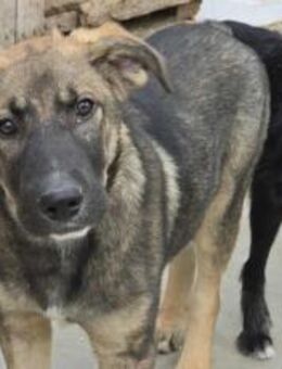 Thor - starker Name, weicher Kern - München