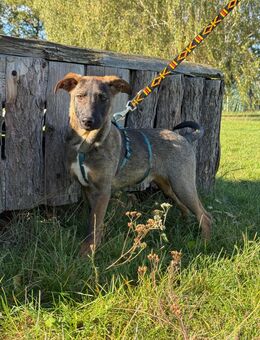 Unsere Tracy 4,5 Monate alt, Schäferhundmischling , ca 40 cm groß ,sucht ein Zuhause - Hohe Börde